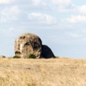 TZA SHI SerengetiNP 2016DEC24 NamiriPlains 056 : 2016, 2016 - African Adventures, Africa, Date, December, Eastern, Month, Namiri Plains, Places, Serengeti National Park, Shinyanga, Tanzania, Trips, Year